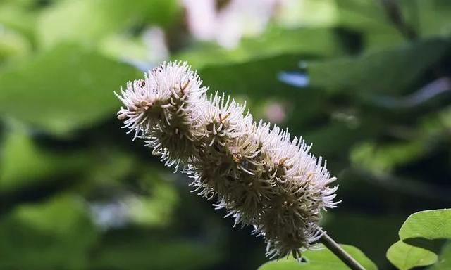 100种最美野花，认识10种以上的都是植物达人