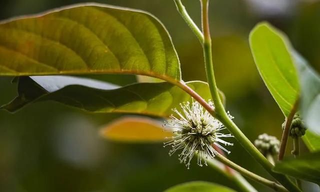 100种最美野花，认识10种以上的都是植物达人