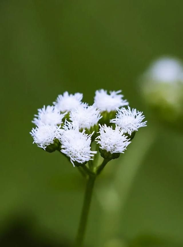 100种最美野花，认识10种以上的都是植物达人