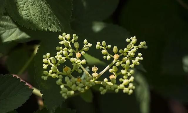 100种最美野花，认识10种以上的都是植物达人