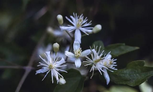 100种最美野花，认识10种以上的都是植物达人