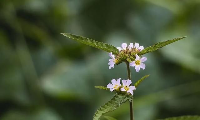 100种最美野花，认识10种以上的都是植物达人