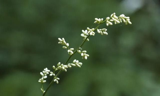 100种最美野花，认识10种以上的都是植物达人