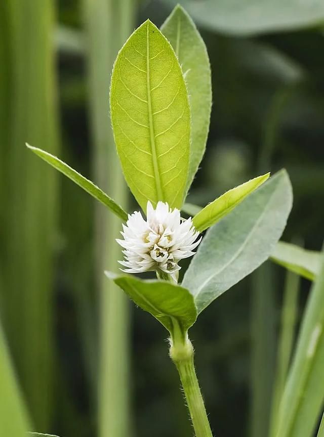 100种最美野花，认识10种以上的都是植物达人