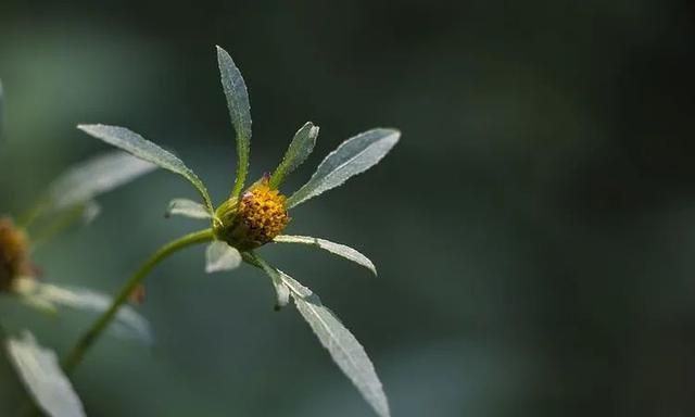 100种最美野花，认识10种以上的都是植物达人