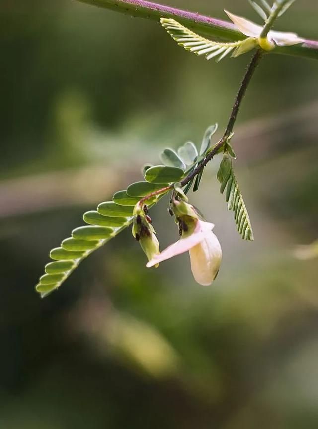 100种最美野花，认识10种以上的都是植物达人