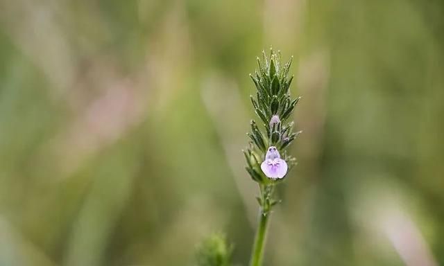 100种最美野花，认识10种以上的都是植物达人