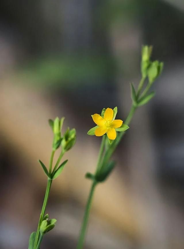 100种最美野花，认识10种以上的都是植物达人