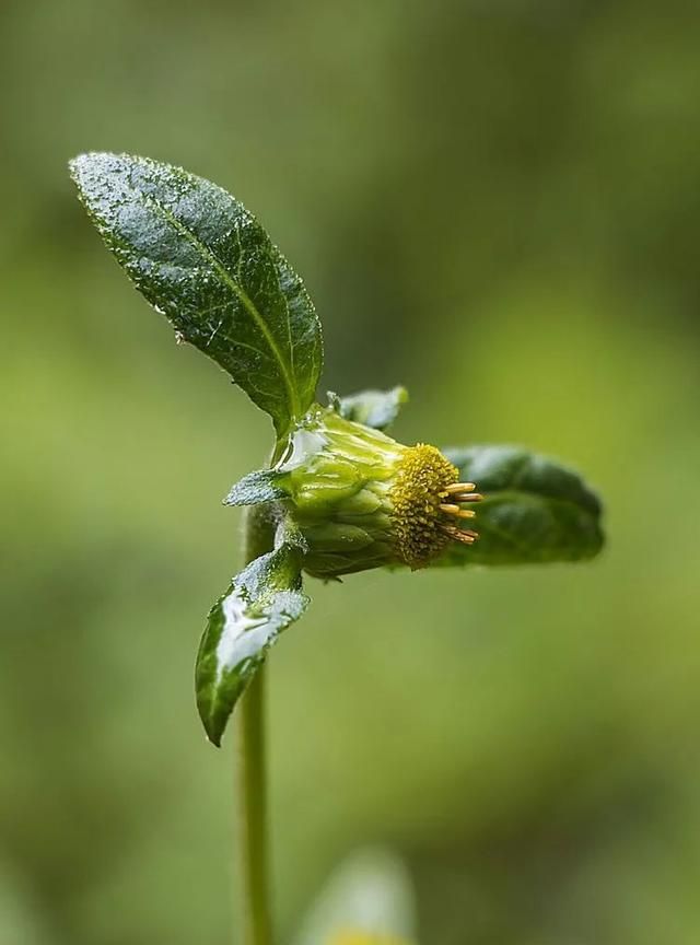 100种最美野花，认识10种以上的都是植物达人