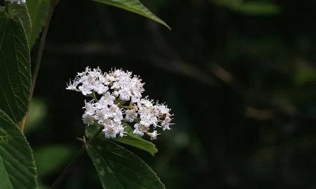 100种最美野花，认识10种以上的都是植物达人