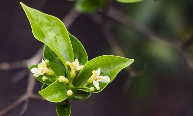 100种最美野花，认识10种以上的都是植物达人