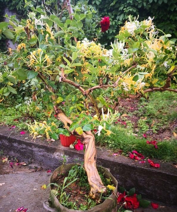 养了8年的金银花爬满整面墙，摘一把泡水喝，清热不上火！