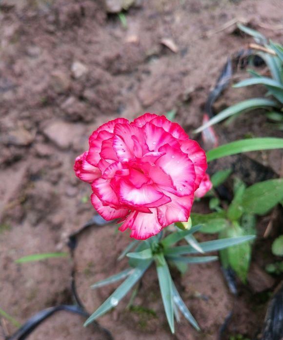 康乃馨，能送人还能家养，花色繁多花瓣艳，花期能有大半年