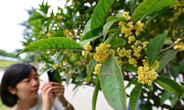 庭院养桂花，不适合养在哪里？看容姐怎么说