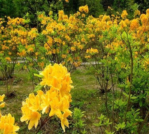 10种“小毒花”，远离卧室和书房，避免受伤害