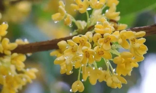 阳台养桂花，有4个技巧，花多味香，年年花团锦簇，越来越旺盛