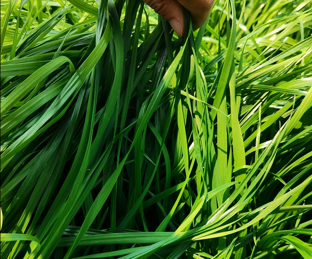 夏季可以种黑麦草吗？好不好成活？种一次能生长几年？