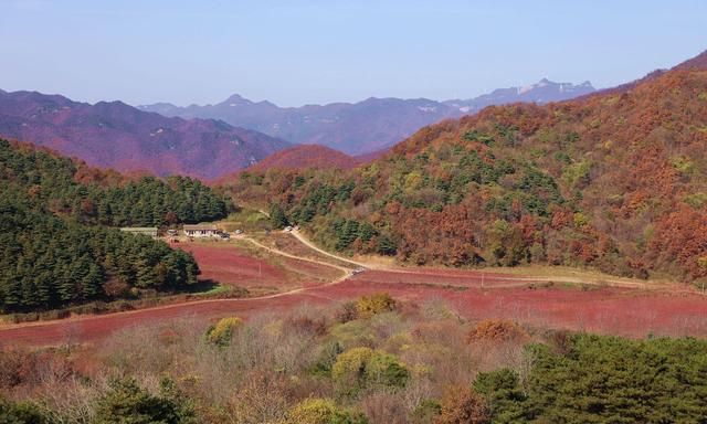 山西运城48岁农民隐居深山4年，栽植150亩秋火焰，6万株卖了100万