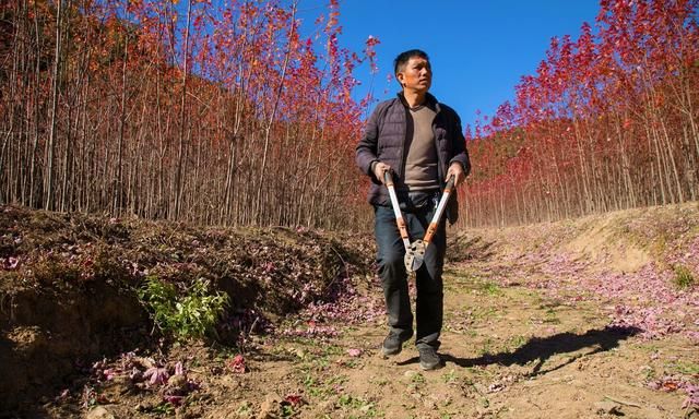 山西运城48岁农民隐居深山4年，栽植150亩秋火焰，6万株卖了100万