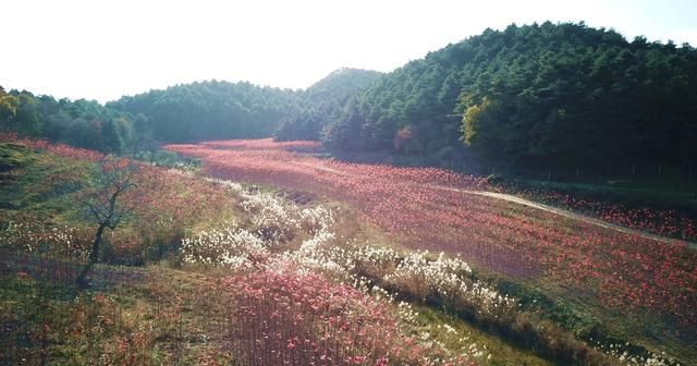 山西运城48岁农民隐居深山4年，栽植150亩秋火焰，6万株卖了100万