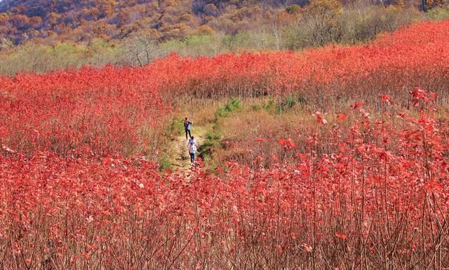 山西运城48岁农民隐居深山4年，栽植150亩秋火焰，6万株卖了100万