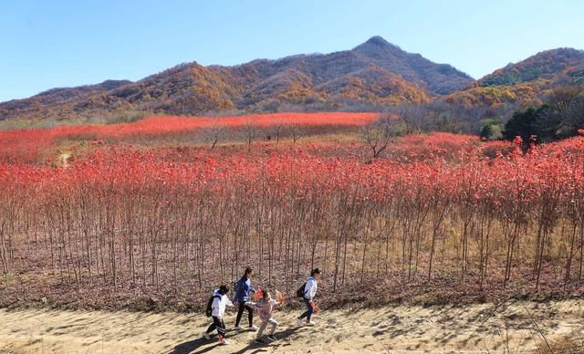 山西运城48岁农民隐居深山4年，栽植150亩秋火焰，6万株卖了100万