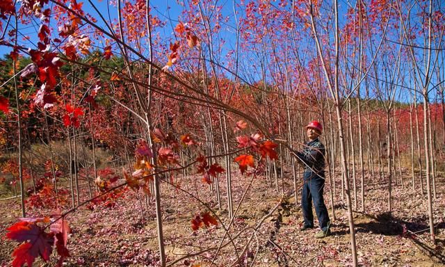 山西运城48岁农民隐居深山4年，栽植150亩秋火焰，6万株卖了100万