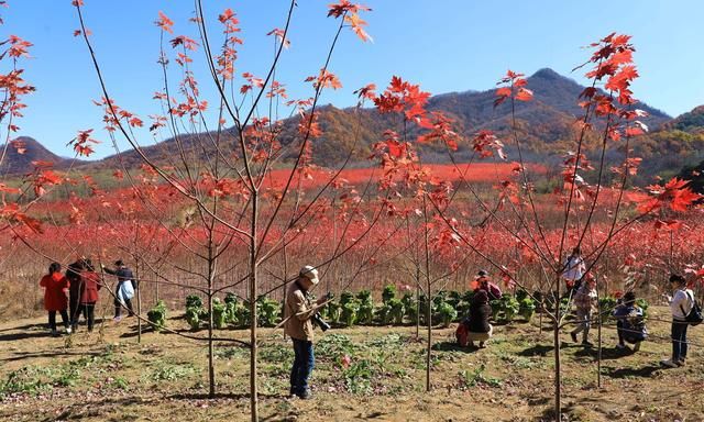 山西运城48岁农民隐居深山4年，栽植150亩秋火焰，6万株卖了100万