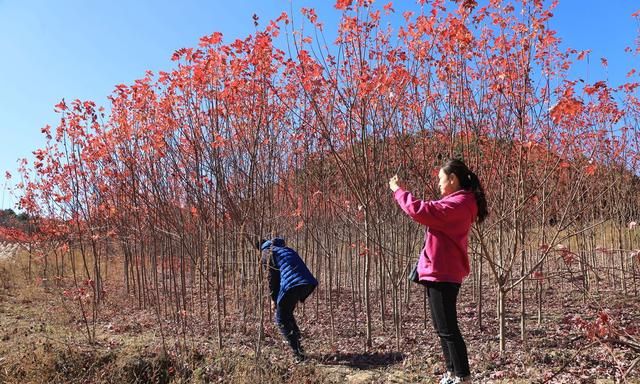 山西运城48岁农民隐居深山4年，栽植150亩秋火焰，6万株卖了100万