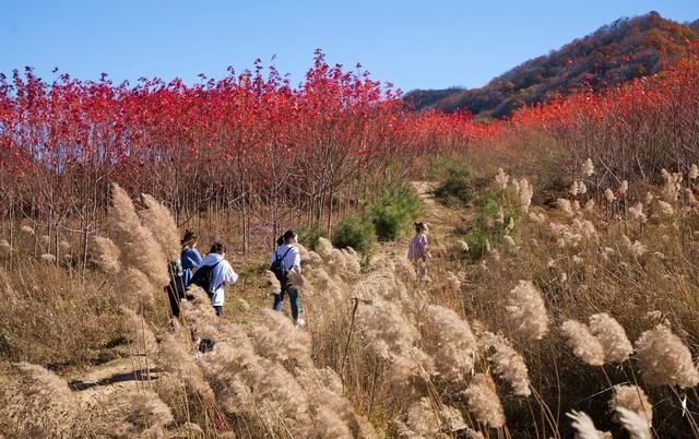 山西运城48岁农民隐居深山4年，栽植150亩秋火焰，6万株卖了100万