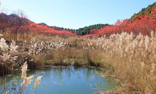 山西运城48岁农民隐居深山4年，栽植150亩秋火焰，6万株卖了100万