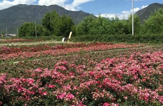 玫瑰花的花语是什么，玫瑰花象征着美丽的爱情