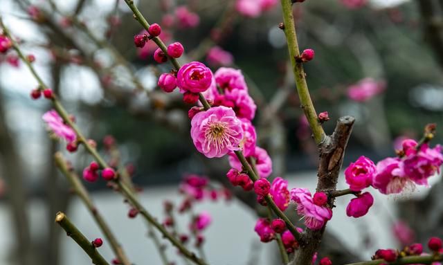 盘点15种冬天开花的花卉，不畏严寒，冬日吐芬芳，又美又飒