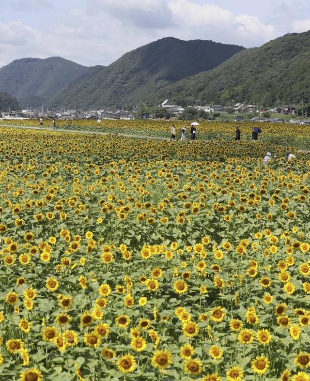 向日葵为什么会随着太阳转动？科普一下，这是植物的应激性