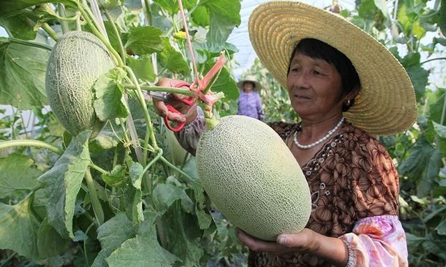 哈密瓜的种植技术与管理方法