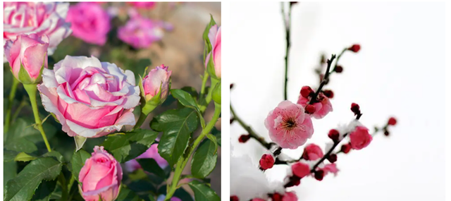 你知道自己安徽老家的市花是什么吗？月季花深受安徽人民的欢迎