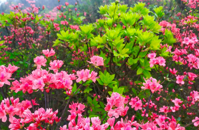 你知道自己安徽老家的市花是什么吗？月季花深受安徽人民的欢迎