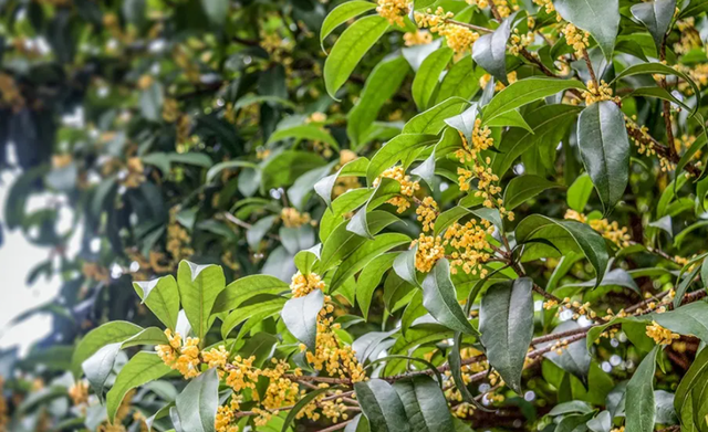 你知道自己安徽老家的市花是什么吗？月季花深受安徽人民的欢迎