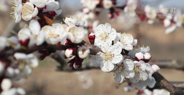 你知道自己安徽老家的市花是什么吗？月季花深受安徽人民的欢迎