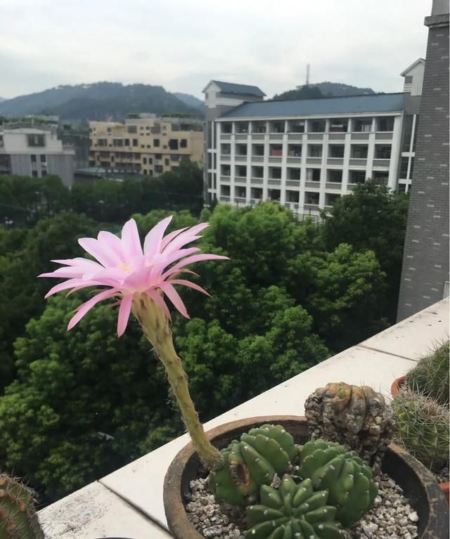 仙人球花语