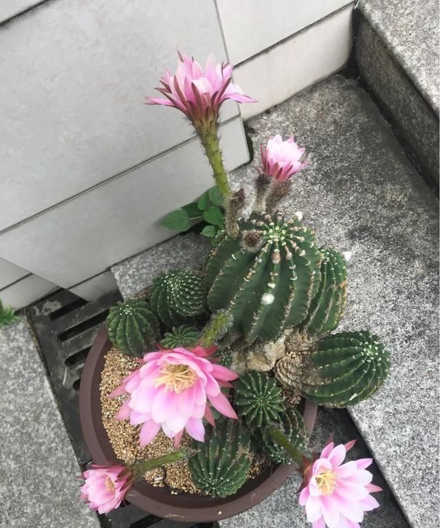 仙人球花语