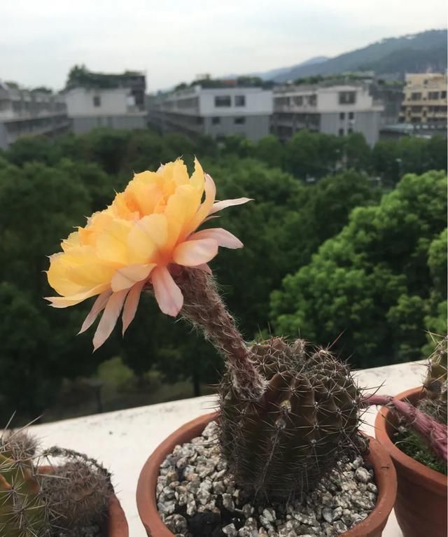 仙人球花语