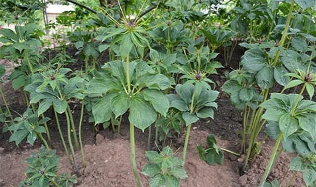 重楼栽培技术详解，想种植或者已种植的农户，可多参考参考