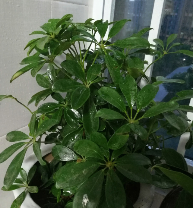 5种绿植就是天然吸尘器，除尘杀菌，净化空气