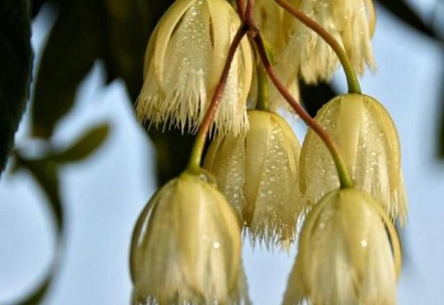 杜英花开米黄色，顽强朴实吊钟花