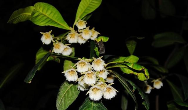 杜英花开米黄色，顽强朴实吊钟花