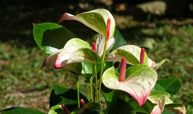 能吸甲醛的20款植物，改善居家环境，你家里至少要有1盆