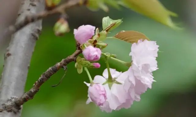 日本晚樱（Cerasus serrulata var. lannesiana）