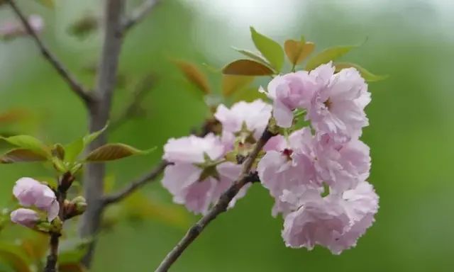 日本晚樱（Cerasus serrulata var. lannesiana）