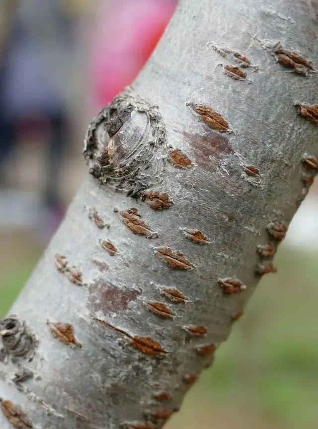 日本晚樱（Cerasus serrulata var. lannesiana）